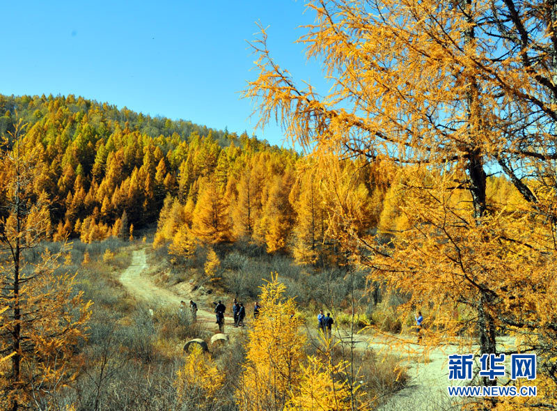 奥妹秋日秘境，揭秘自然美景背后的故事与最新照片，启程寻找内心的宁静日