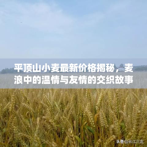 平顶山小麦最新价格揭秘，麦浪中的温情与友情的交织故事