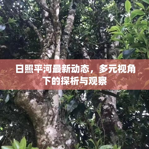 日照平河最新动态，多元视角下的探析与观察