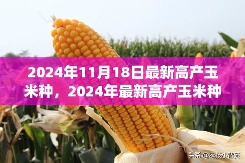 最新高产玉米种探析，种植前景、挑战与策略（2024年最新报告）