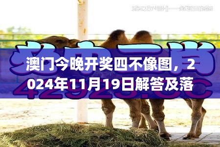 澳门今晚开奖四不像图，2024年11月19日解答及落实说明_JLS3.14.72体育版