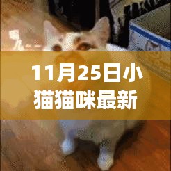 11月25日小猫猫咪最新话题热议，多元视角探究猫文化与话题深度分析