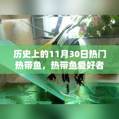 历史上的11月30日热带鱼品种深度解析，热带鱼爱好者的进阶指南与养护技能探索