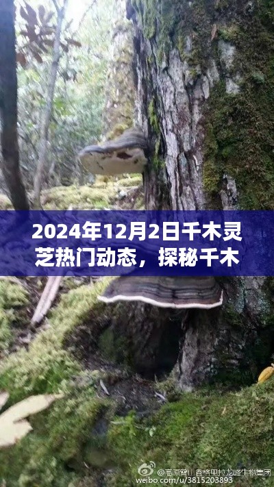 探秘千木灵芝，小巷深处的独特风味（热门动态，2024年12月2日）