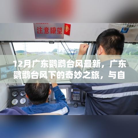 广东鹦鹉台风下的奇妙之旅，与自然共舞，探寻内心宁静