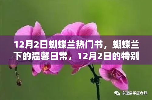 蝴蝶兰下的温馨日常，12月2日的特别时光