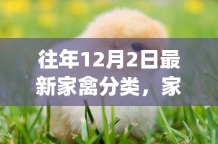 往年12月2日最新家禽分类，家禽分类的新视角，往年12月2日的审视与探讨