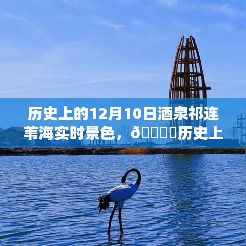 历史上的12月10日，酒泉祁连苇海实时景色沉浸式体验纪实🌄🌟✨