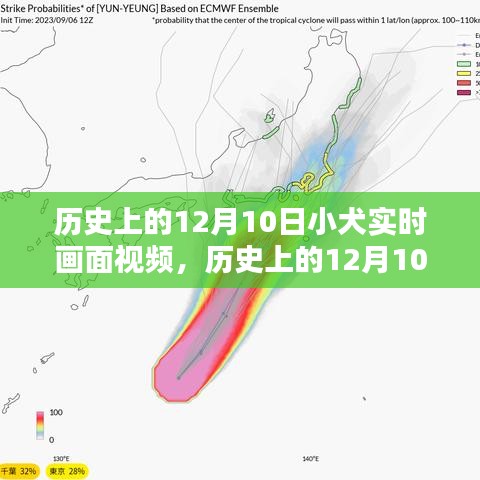 历史上的12月10日，小犬实时画面视频的珍贵记录