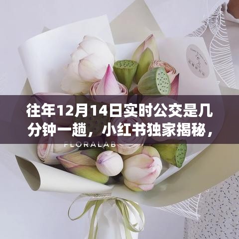 小红书独家揭秘，往年12月14日实时公交运行时间表，车次频率全掌握！