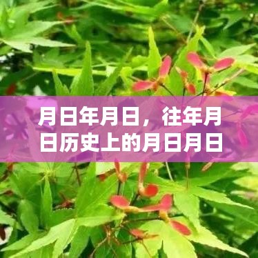 历史月日与鸡爪槭开花结实时间猜测