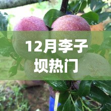 李子坝地区12月热点聚焦