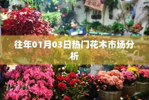 历年元旦时节热门花木市场分析