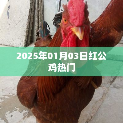 红公鸡现象揭秘，揭秘红公鸡在2025年1月3日的热门原因