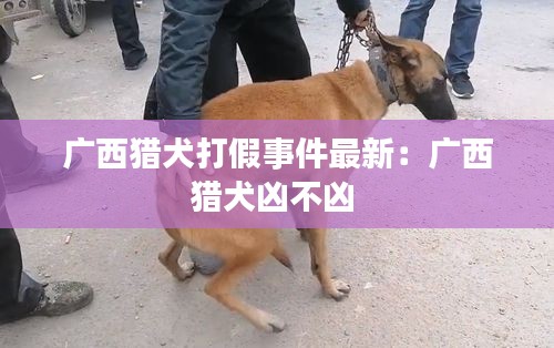 广西猎犬打假事件最新：广西猎犬凶不凶 