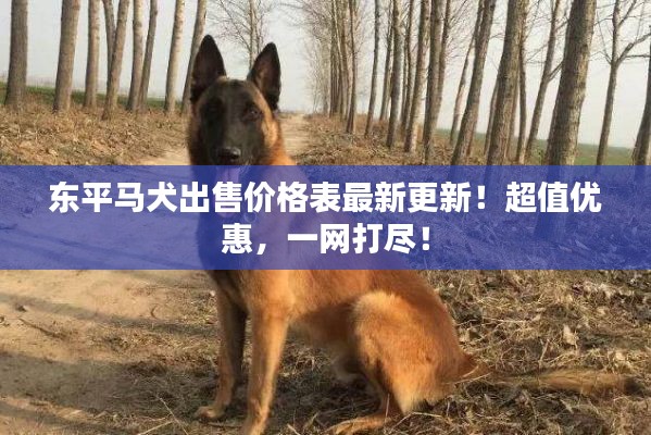 东平马犬出售价格表最新更新！超值优惠，一网打尽！