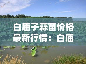 白庙子蒜苗价格最新行情：白庙子水库生态湿地公园 