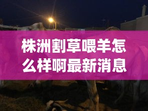 株洲割草喂羊怎么样啊最新消息：株洲最大的屠宰场在哪里 