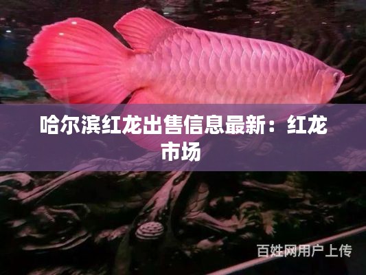 哈尔滨红龙出售信息最新：红龙市场 