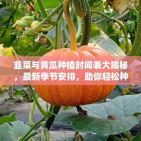 韭菜与黄瓜种植时间表大揭秘，最新季节安排，助你轻松种植！