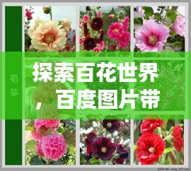 探索百花世界，百度图片带你领略花的魅力风采