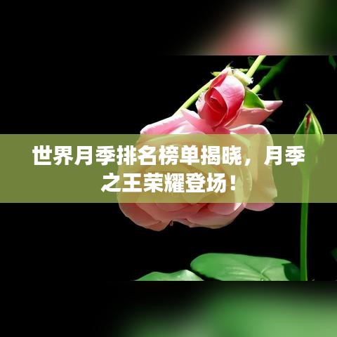 世界月季排名榜单揭晓，月季之王荣耀登场！