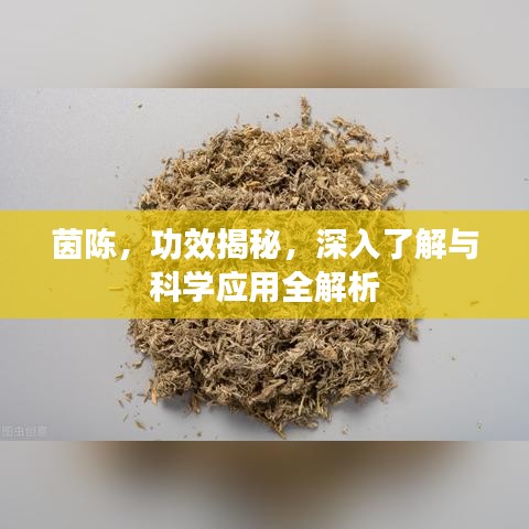 茵陈，功效揭秘，深入了解与科学应用全解析