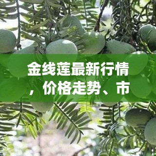 金线莲最新行情，价格走势、市场分析及影响因素探讨