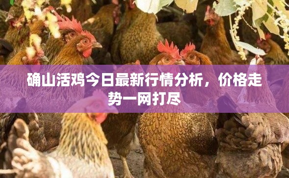 确山活鸡今日最新行情分析，价格走势一网打尽