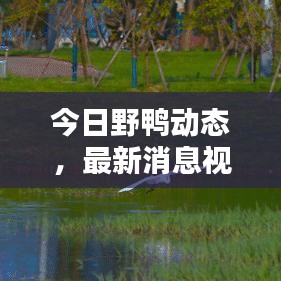 今日野鸭动态，最新消息视频速递