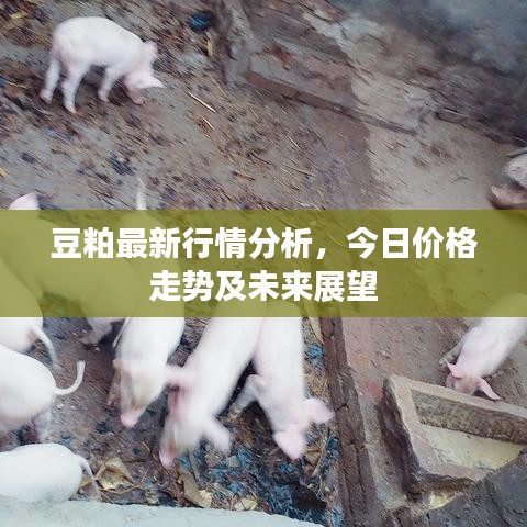 豆粕最新行情分析，今日价格走势及未来展望