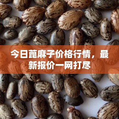 今日蓖麻子价格行情，最新报价一网打尽