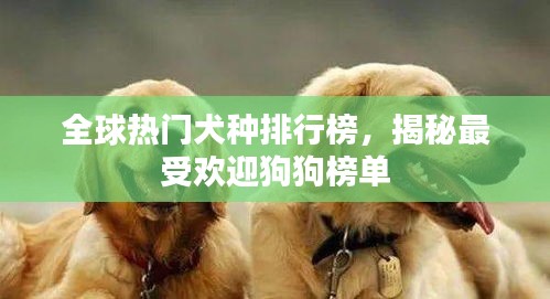 全球热门犬种排行榜，揭秘最受欢迎狗狗榜单