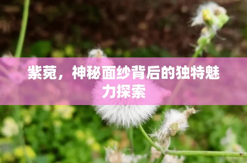 紫菀，神秘面纱背后的独特魅力探索