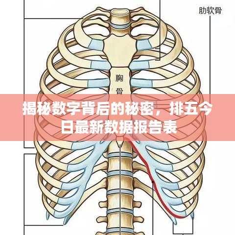 揭秘数字背后的秘密，排五今日最新数据报告表