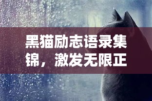 黑猫励志语录集锦，激发无限正能量！