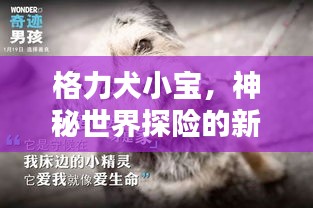 格力犬小宝，神秘世界探险的新伙伴挚友！