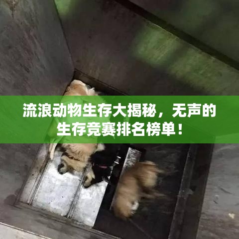 风度翩翩